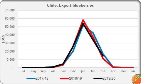 Export blueberries Chile
